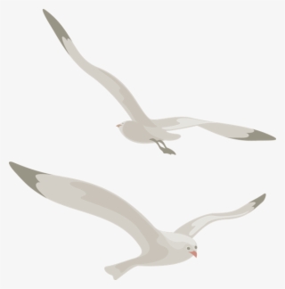 Gull Png - Чайка Пнг #4644805
