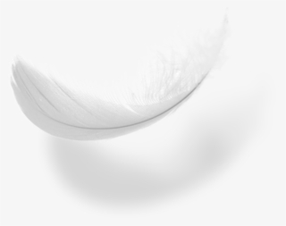 Feather Steez - Macro Photography #4644860