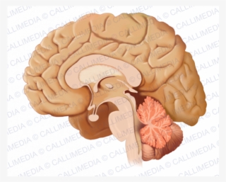 Cerebro Sagital Clipart Brain Sagittal Plane Nervous - Human Anatomy #4644987