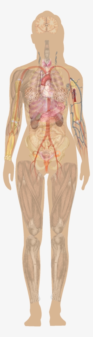 Diagrams Archives Human Anatomy Charts Anatomy Human #4645006 Diagrams Archives Human Anatomy Charts Anatomy Human #4645006