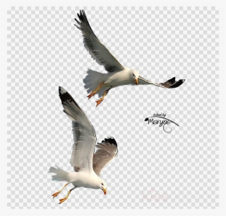 Seagulls Flying Png Clipart Gulls Bird - Imagenes De Gaviotas Png #4645490 Seagulls Flying Png Clipart Gulls Bird - Imagenes De Gaviotas Png #4645490