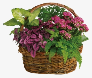Blooming Plants In Wicker Basket - Teleflora Secret Garden Basket #4645626