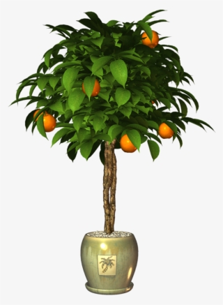 Garden Potplant - Tangerine #4646672