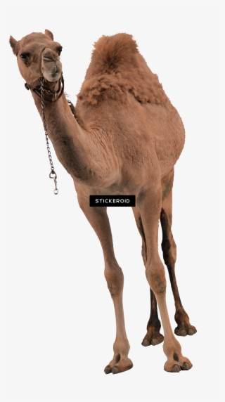 Camel #4647625 Camel #4647625