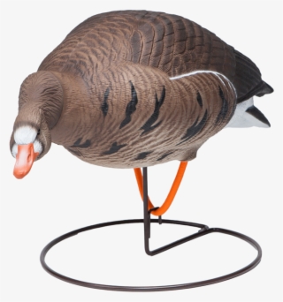 Field Speckle Bellies Left Feeder Goose Hunting Decoy - Turkey #4652660