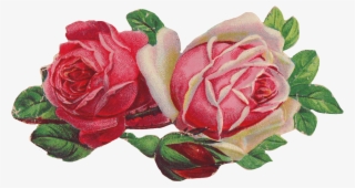 Free Pink Rose - Marie Jo Schwarz Touch #4652898