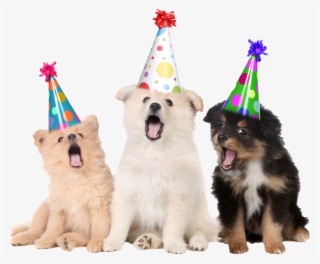 Party Puppy #4654851