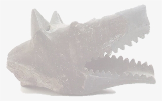 The Numantian Clay Trumpets Are Ultracircular Aerophones - Humpback Whale #4661762