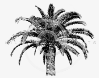 Retro Palm Tree Png - Tree Vintage Png #4662054