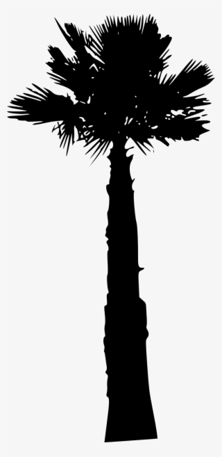 Palm Tree - Palm Trees #4662171