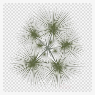 Download Trees 2d Png Top View Clipart Palm Trees Tree #4662290