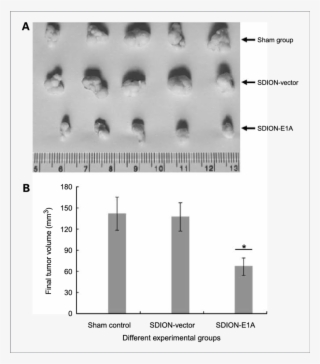 The Final Tumor Volume In Cervical Cancer Xenograft - Cancer #4663052