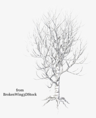 Go To Image - Tree #4663987