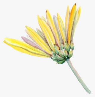 Hand Painted A Chrysanthemum Png Transparent - Portable Network Graphics #4667431