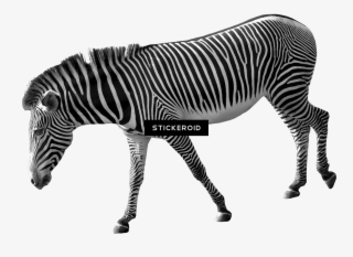 Zebra #4675117