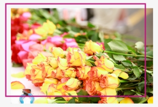 A Rose For Every Finisher - Bud #4676943