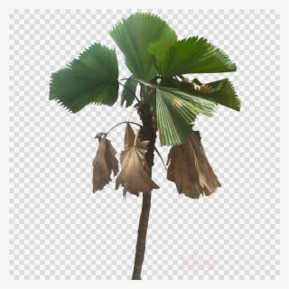 Palm Trees Clipart Palm Trees Licuala Grandis - Palm Trees #4678437 Palm Trees Clipart Palm Trees Licuala Grandis - Palm Trees #4678437