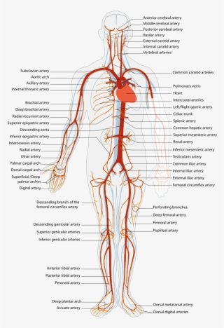 Svg Royalty Free Stock Arterial System En Artery - Arteries And Veins Location #4678844