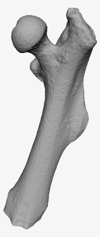 A Ct Scan Of A Mouse Femur Shown As An Image Stack - Drawing #4679003