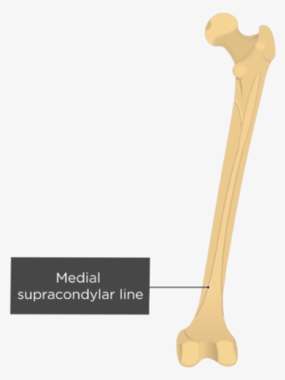 Gluteal Line Of Femur - Anterior Gluteal Line #4679187