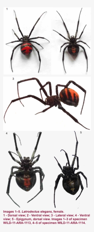 Morphometry Of Legs And Palp Of Female From Manipur - Black Widow #4680023
