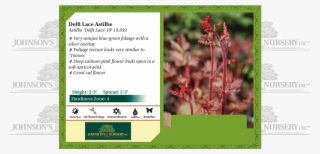 Delft Lace Astilbe Benchcard - Blue False Indigo #4680197