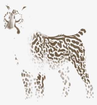 Tiger #4680554 Tiger #4680554