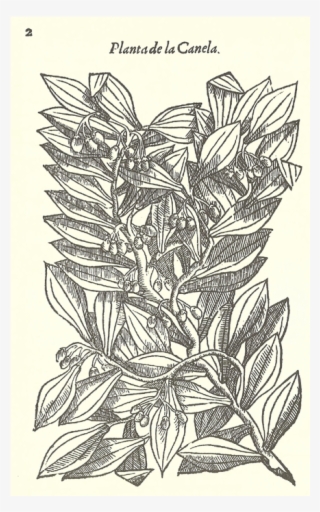 Tractado Drogas Medicinas Elefante Acosta De Victoria - Book #4682682