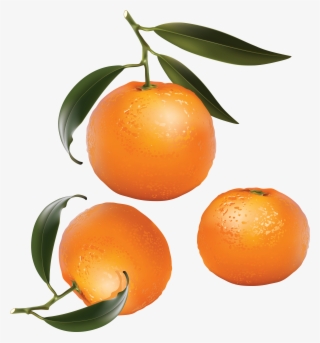 Oranges Clip Art #4687693