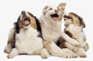 Macedonia - Australian Shepherd Png #4690683