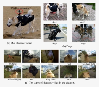 'petting', 'shaking Dog's Body By Himself', 'sniffing', - Animal Dataset #4690816