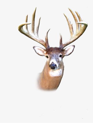 Excellent Habitat, Fertile Soil And Science Based Wildlife - Deer #4693446