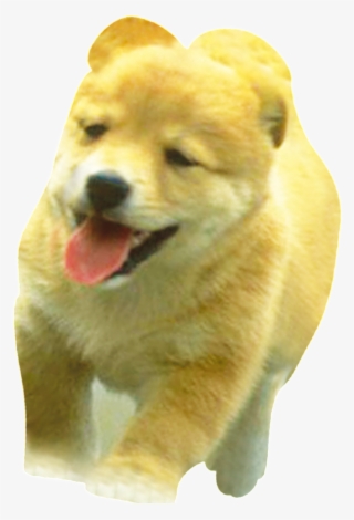 Hd Beautiful Dog Static Png - Child #4695684