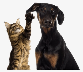 Learn More - Cat Playing With Dog's Ear #4695947