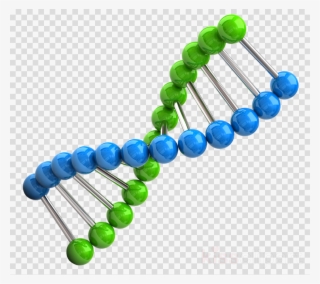 Chromosome Png Clipart Chromosome Dna - Science Fair Project On Chromosomes #4698821 Chromosome Png Clipart Chromosome Dna - Science Fair Project On Chromosomes #4698821