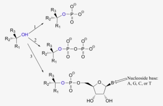 This Phosphate Ester Can Take The Form Of A Simple - Phosphate Leaving Group #4698951
