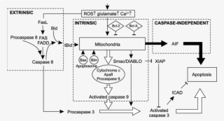 Mitochondrial Function Is Mediated By Proapoptotic - Apoptosis Bim Caspase #4699839