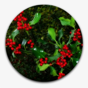 Holly Berries - Christmas Holly And Berries #471022