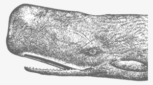 Spermwhalerttolfwstroke - Grey Whale #471045