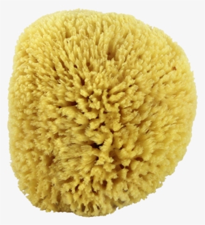 Natural Sea Sponge - Sponge #471531