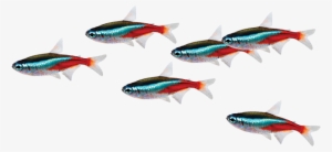 School Of Fish Png - Neon Tetra No Background #471575