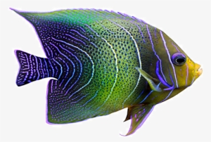 Tropical Fish Png - Exotic Fish Png #471737
