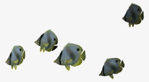 Realizerealresults - Ocean Fish Png #471761