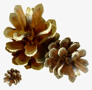 Goldensun Collableadtime Element 1 - Portable Network Graphics #471763