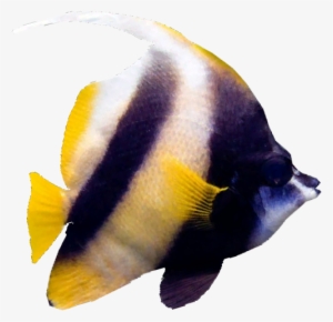 Red Sea Bannerfish - Wiki #471843