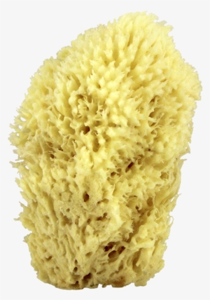 Sea Wool Natural Bath Sponge 6" - Sea Sponge Png #471887