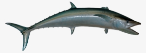 Download Amazing High-quality Latest Png Images Transparent - King Mackerel #471931