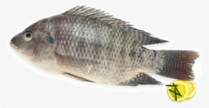 Fresh Water Fishes - Tilapia #471998