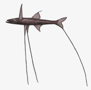 Tripod - Bronze Hammerhead Shark #472148