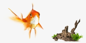 Global Pet Foods Hrm - Cat Fish #472167